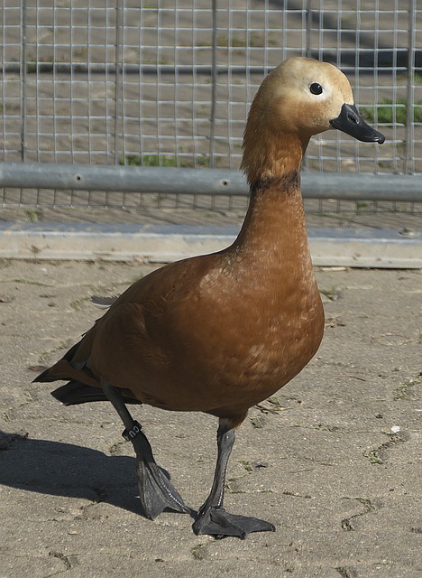 本场比赛佩